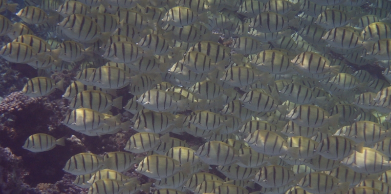 ���̖т̊����E�ς����b���Ƀn���E�R�V���Ȃ����ɁI�yBaroda+91 (�o���[�_+91)�z
���T�C�g